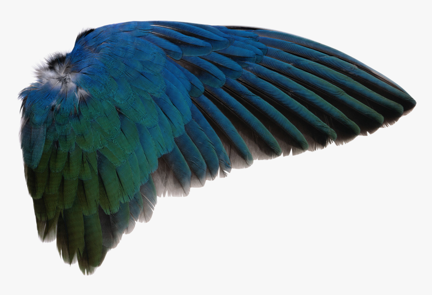 Bird Wing Transparent Background, HD Png Download, Free Download