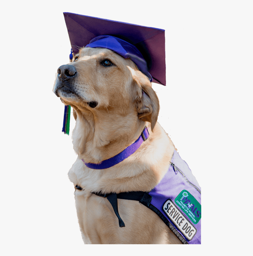 Golden Retriever Service Dog, HD Png Download, Free Download