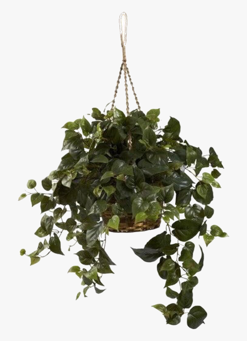 Png And Pngs Image - Philodendron Hanging, Transparent Png, Free Download