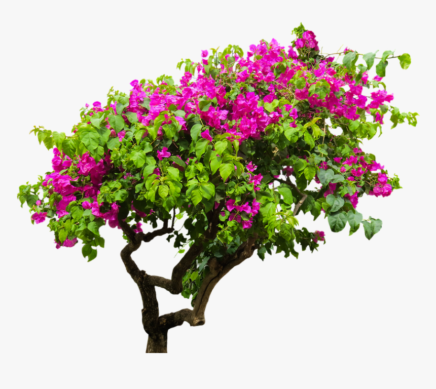 Bougainvillea Png, Transparent Png, Free Download