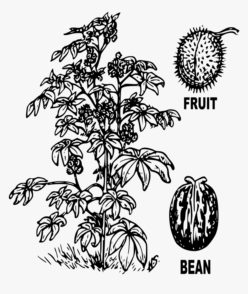 Transparent Fruit Tree Png - Drawing Of Castor Seed, Png Download, Free Download