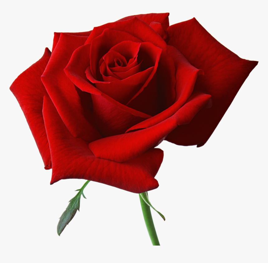 Red Roses Png - Rose Png, Transparent Png, Free Download