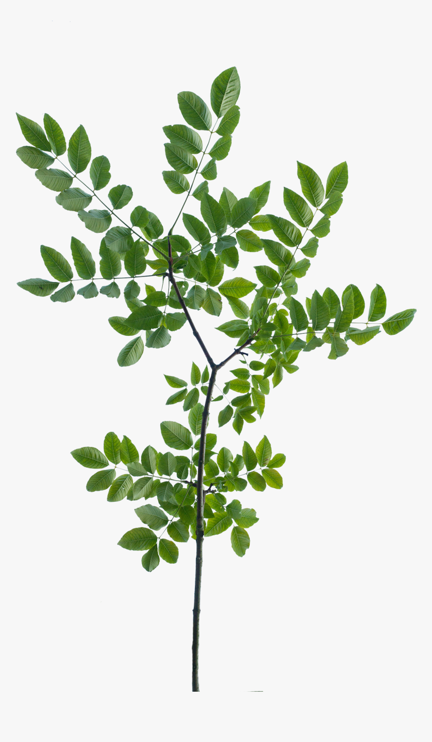 Vegetation Tree Branch 10, HD Png Download, Free Download