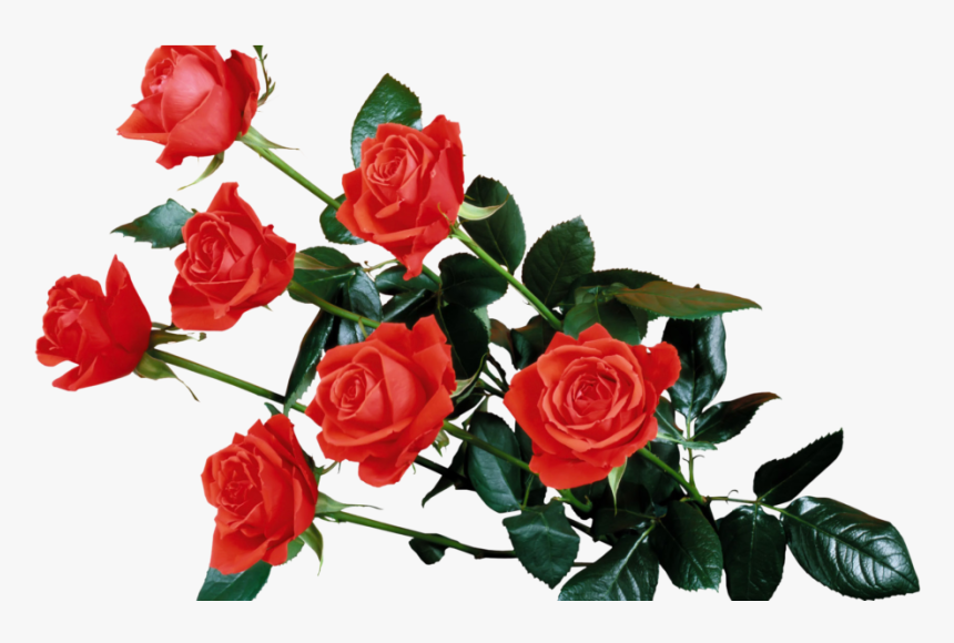 Red Rose Transparent Png - Rose Flower Png Hd, Png Download, Free Download