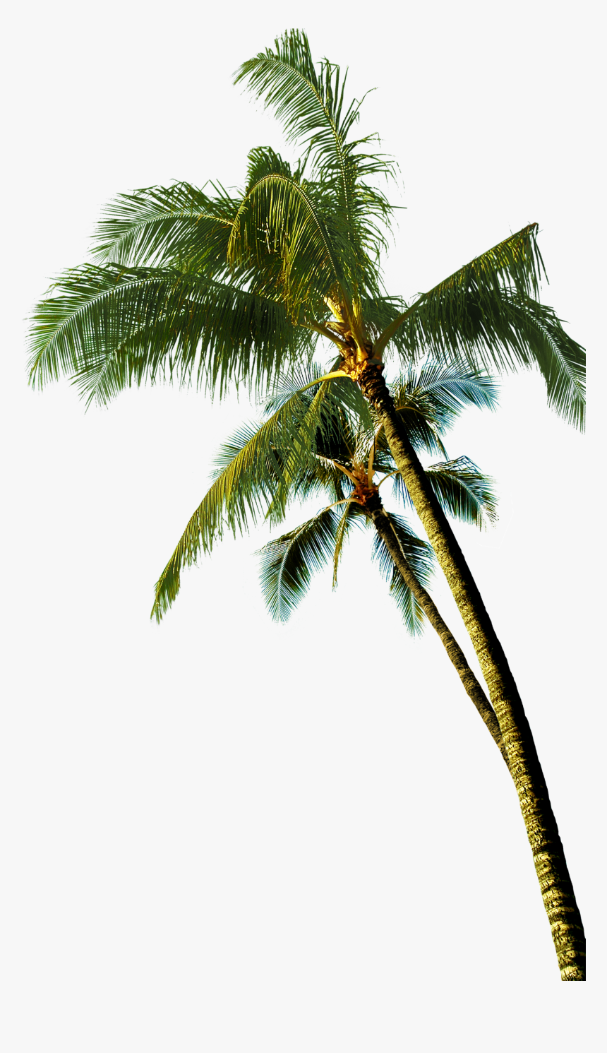 Coconut Tree vector PNG - Similar PNG