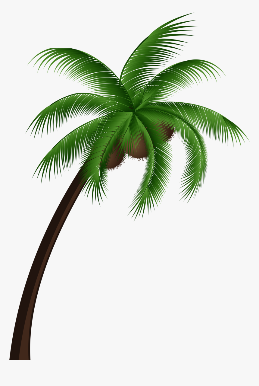 Coconut Palm Tree Png Clip Art - Coconut Oil For Dengue, Transparent Png, Free Download