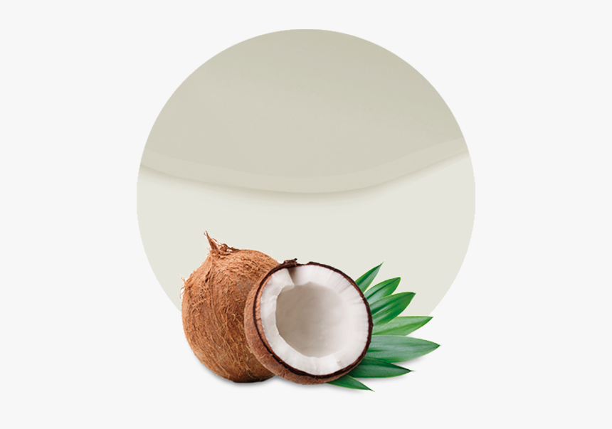 Coconut Png, Transparent Png, Free Download