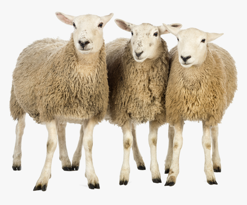 Sheeps Png, Transparent Png, Free Download