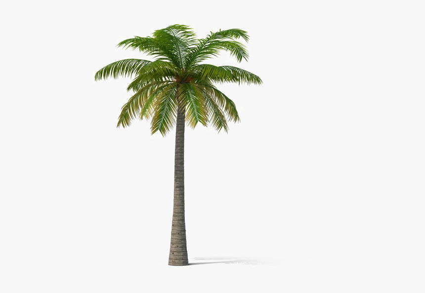 Coconut Tree Transparent - Transparent Coconut Tree Png, Png Download, Free Download