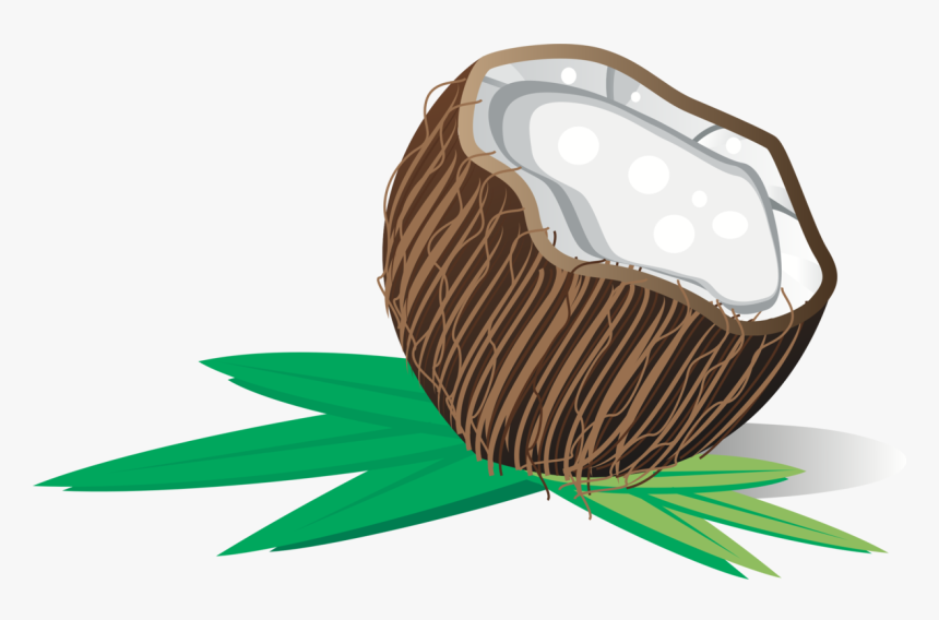 Food,plant,organism - Coconut Clip Art, HD Png Download, Free Download