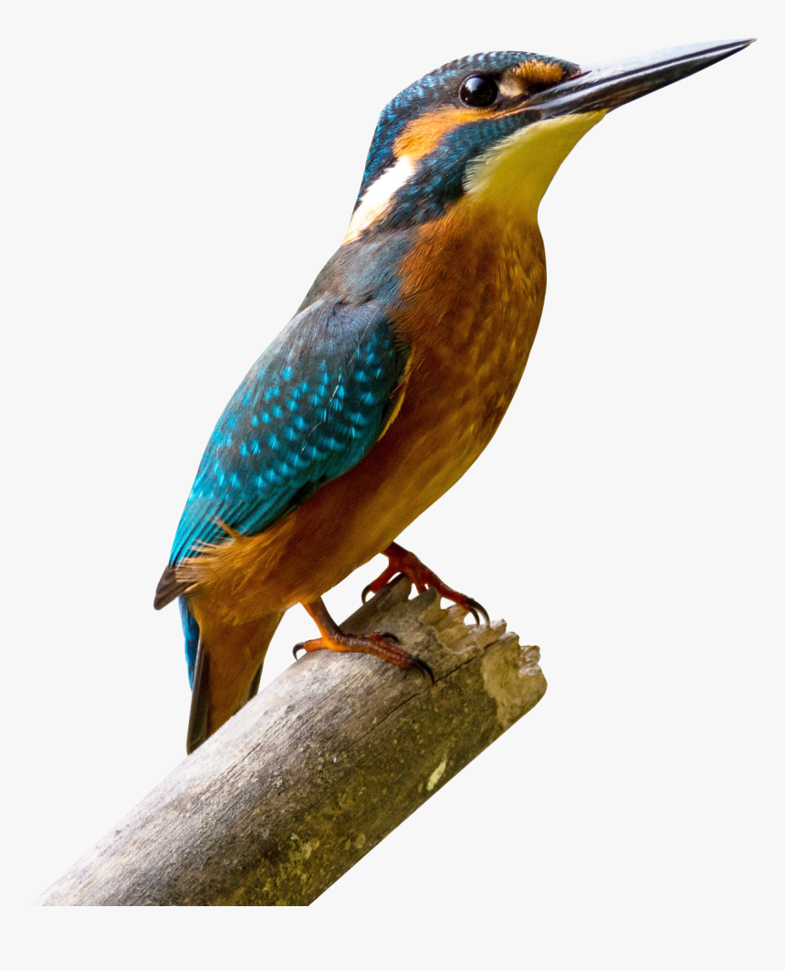 Free Download Of Birds Png Picture - King Fisher Image Down Load, Transparent Png, Free Download