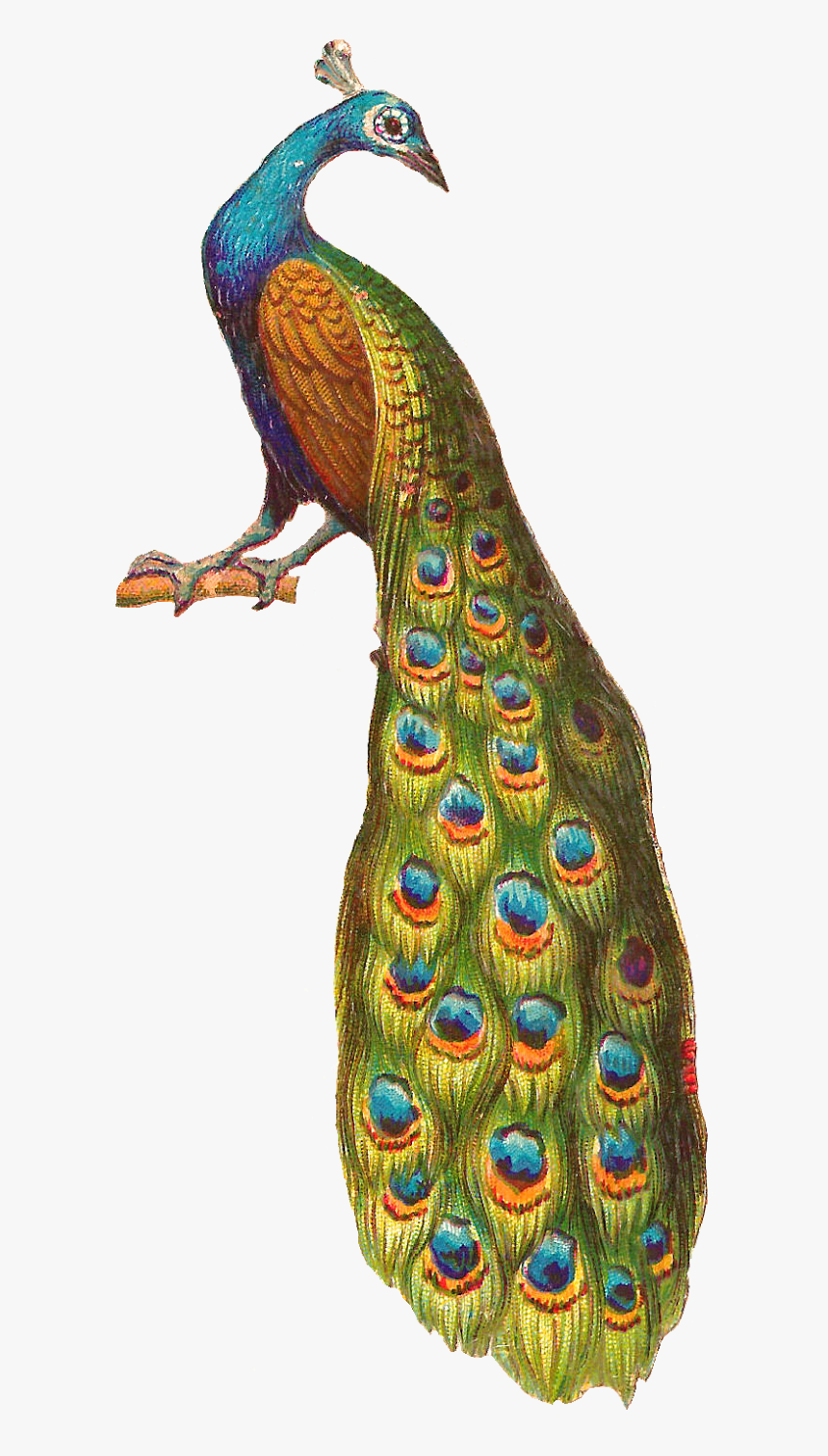Antique Images Free Bird Graphics Cartoon Parrot Clip - Peacock Sitting On Tree, HD Png Download, Free Download