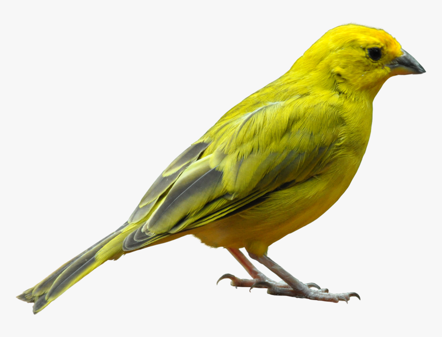 Bird Png, Transparent Png, Free Download