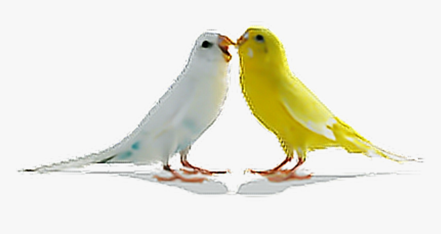 Free Png Download Love Birds Png Images Background - Png Hd Download Birds, Transparent Png, Free Download