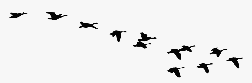 Migration Drawing Free Bird - Flock Of Geese Silhouette, HD Png Download, Free Download