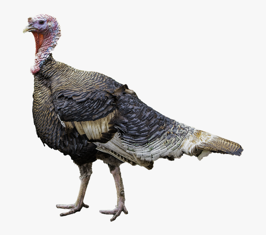 Turkey Bird Png Free Download - Transparent Background Turkey Png, Png Download, Free Download