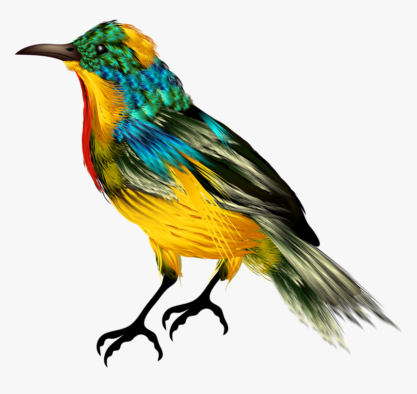 Colorful Birds Png Free Image Download - Picsart Birds Png Hd, Transparent Png, Free Download