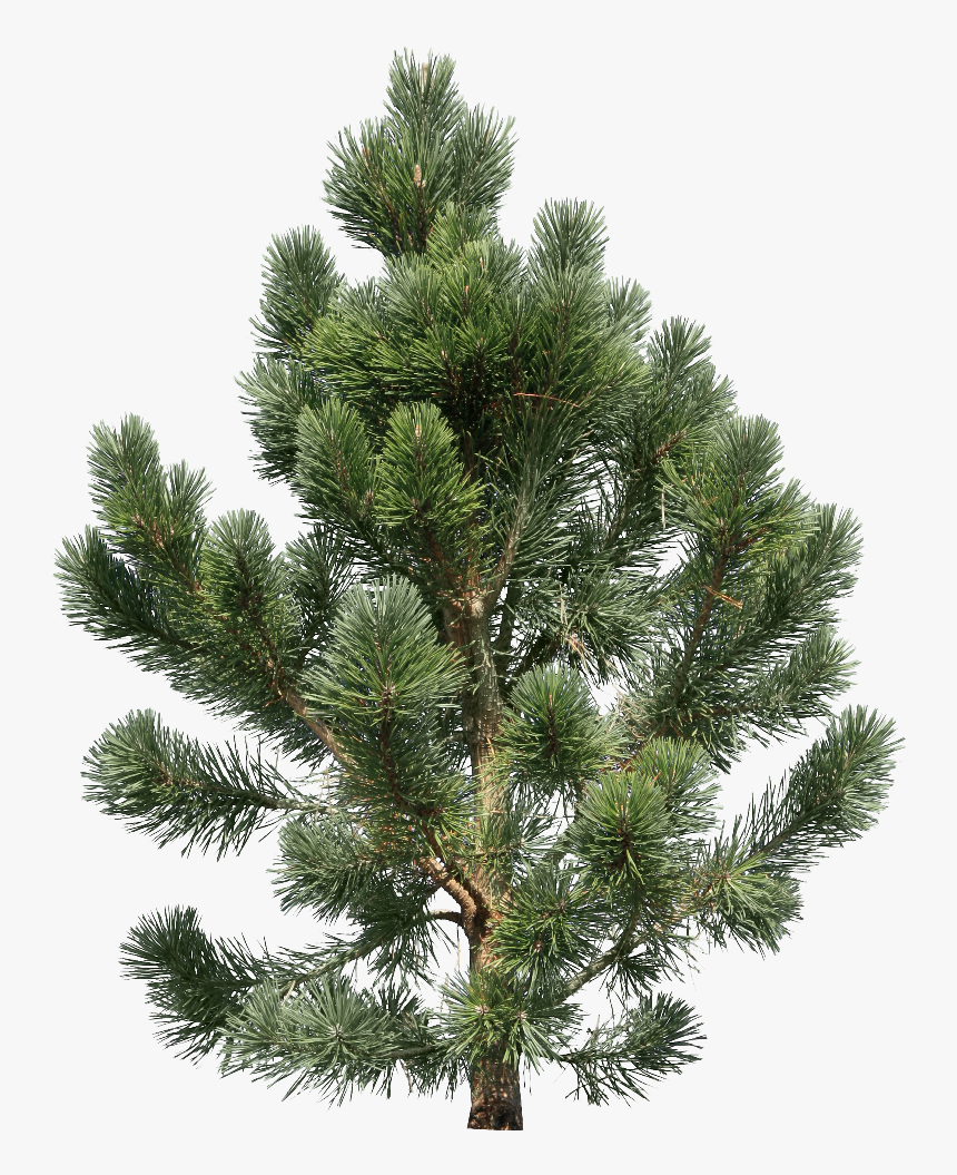 Fir Tree - Transparent Png Pine Tree, Png Download, Free Download