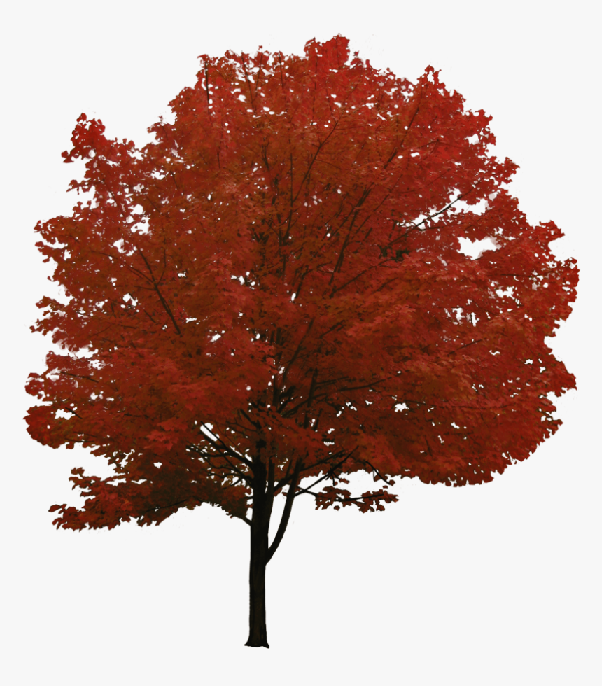 Một cây phong đỏ đầy sức sống gừng gắt, với chiếc lá đan xen tạo nên bức tranh sắc màu ấn tượng của mùa thu. Hãy xem hình ảnh để ngắm nhìn cùng với thiên nhiên.