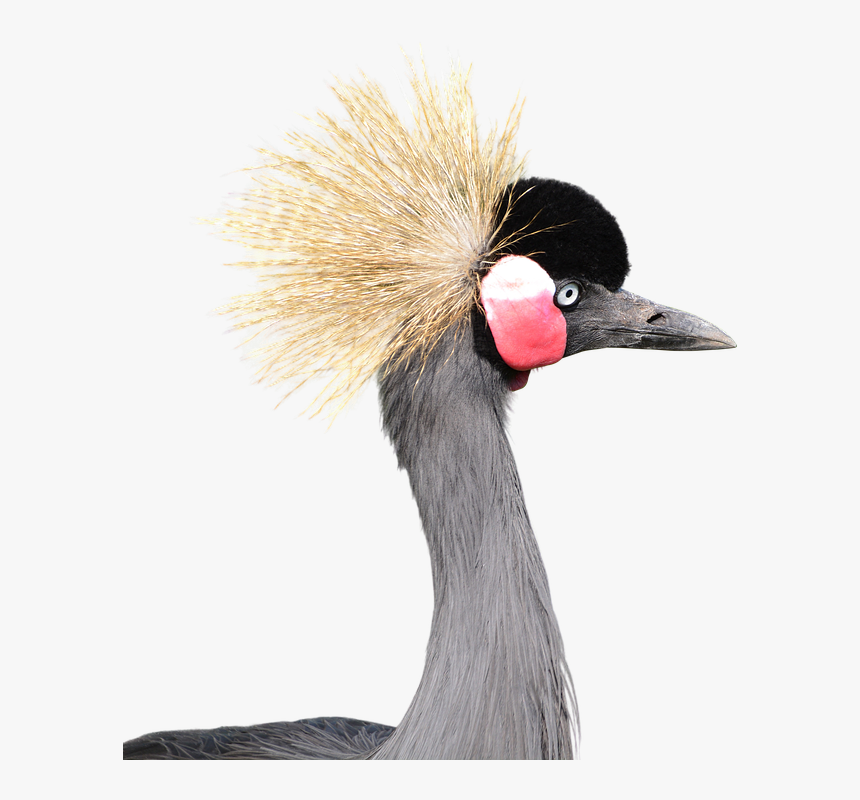 Gray Crowned, Crane, Head, Bird, Png, Clipping, Transparent Png, Free Download