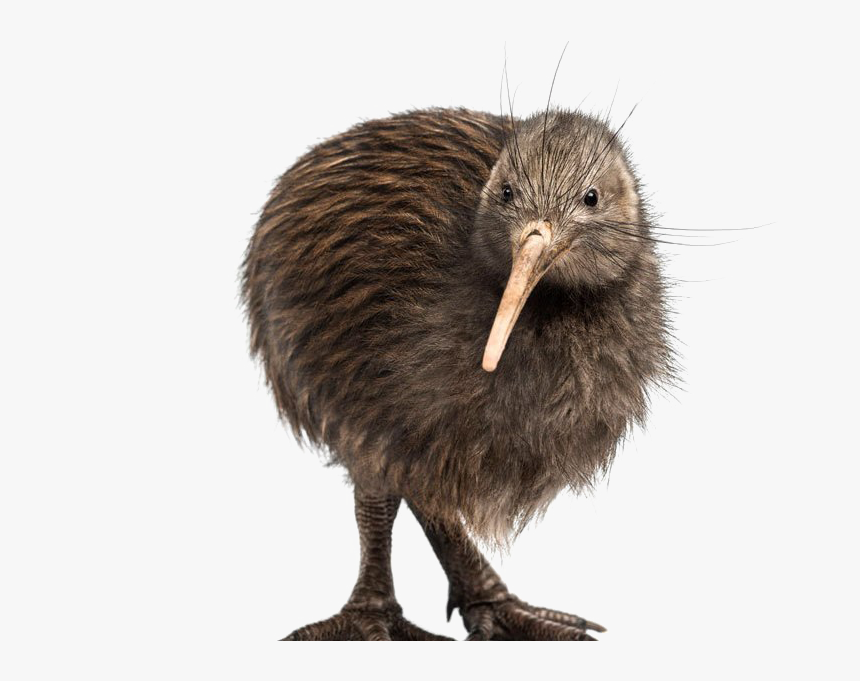 Kiwi Bird Transparent Background - Kiwi Bird Kiwi Transparent Background, HD Png Download, Free Download