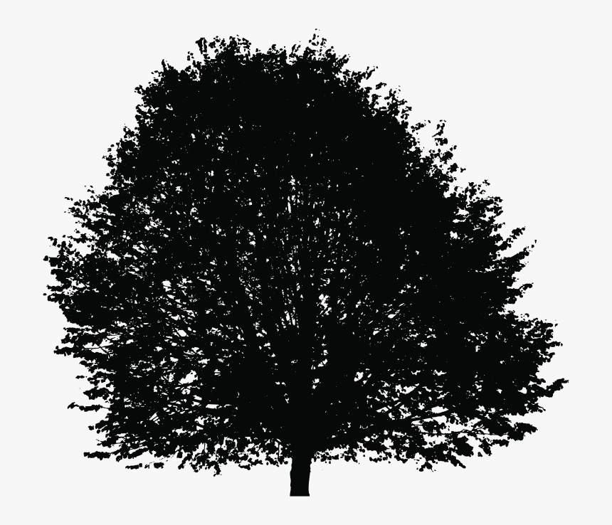 Tree Silhouette Deciduous Clip Art - Portable Network Graphics, HD Png Download, Free Download