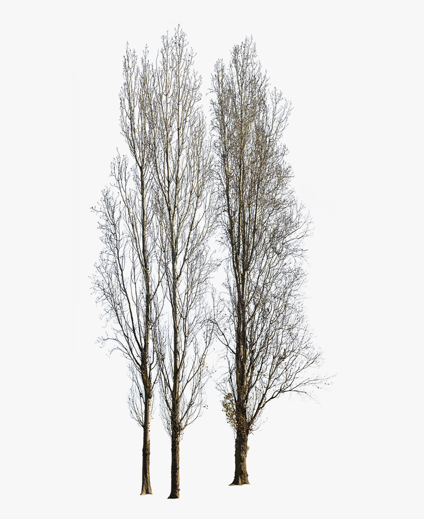Populus Nigra Trees Png, Transparent Png, Free Download
