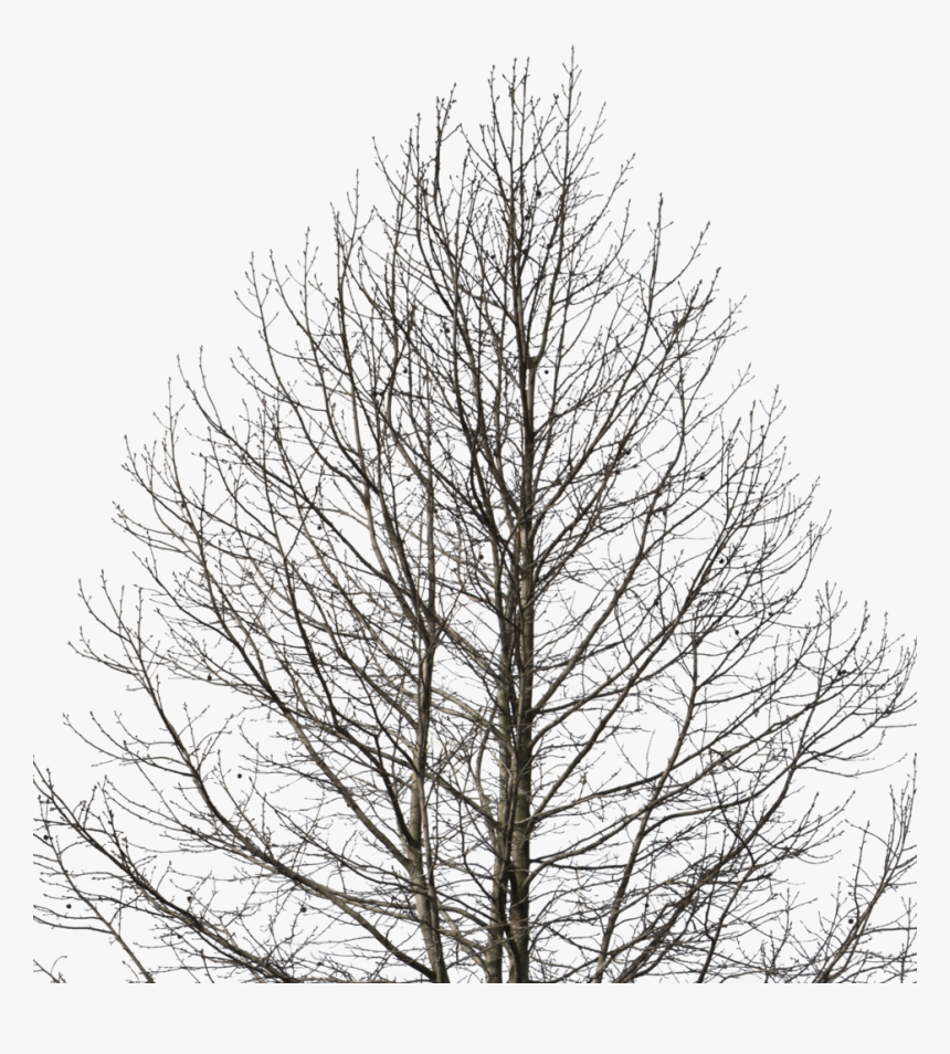 Tree Png Cut Out, Transparent Png, Free Download