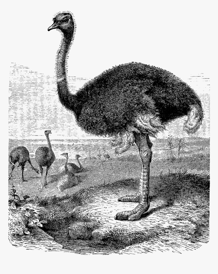 Ostrich Clipart Rhea - Gambar Burung Unta Background Putih, HD Png Download, Free Download