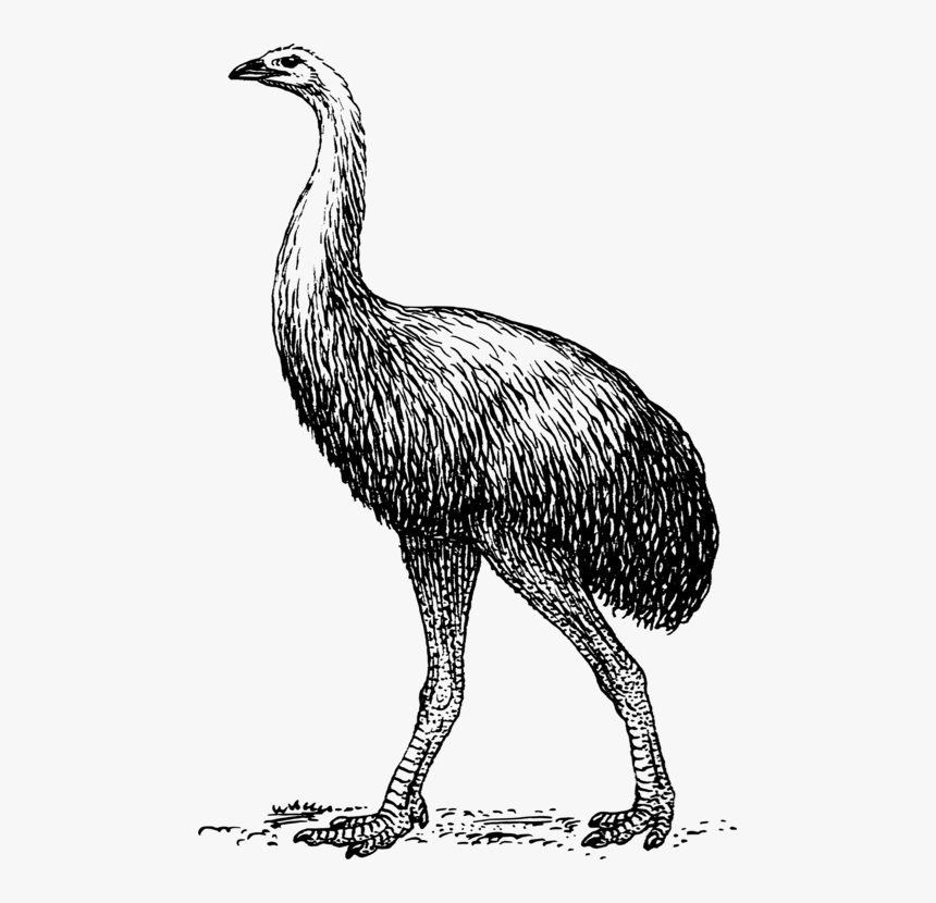 Flightless Bird,wildlife,extinction - Moa Vector, HD Png Download, Free Download