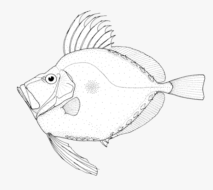 Coral Reef Fish, HD Png Download, Free Download