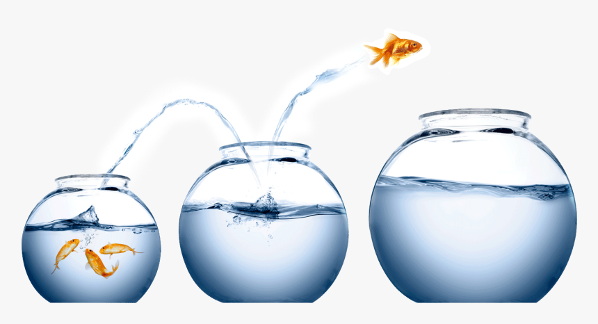 It"s Easy To Treat Wealth A Bit Like Being A Koi In - Fish Jumping From One Bowl To Another, HD Png Download, Free Download