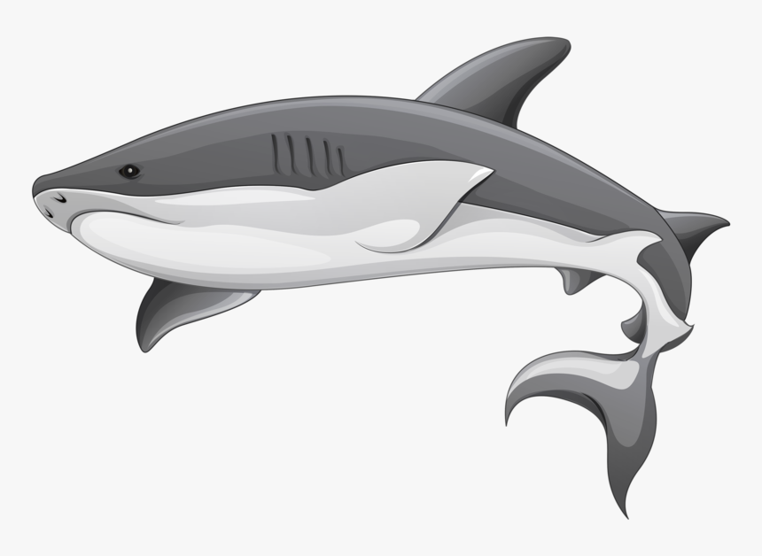 Background Shark Sharks Transparent - Transparent Background Shark Clipart, HD Png Download, Free Download