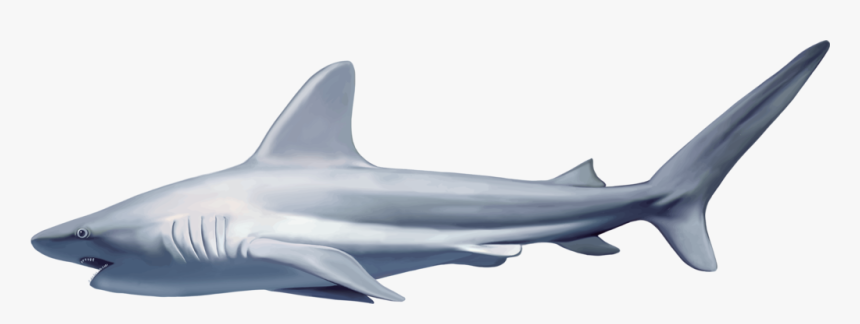 Shark Cartoon Five - Reef Shark White Background, HD Png Download, Free Download