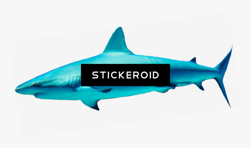 Shark Animals Sharks - Cretoxyrhina, HD Png Download, Free Download