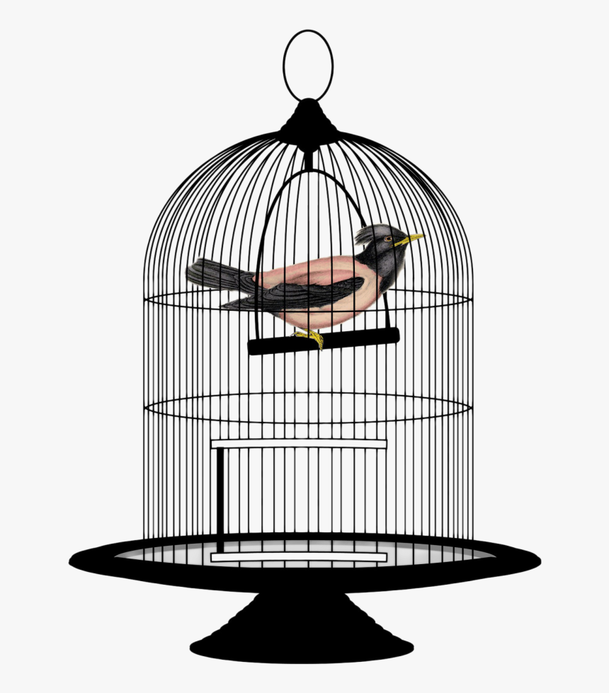 Bird In A Cage Png, Transparent Png, Free Download