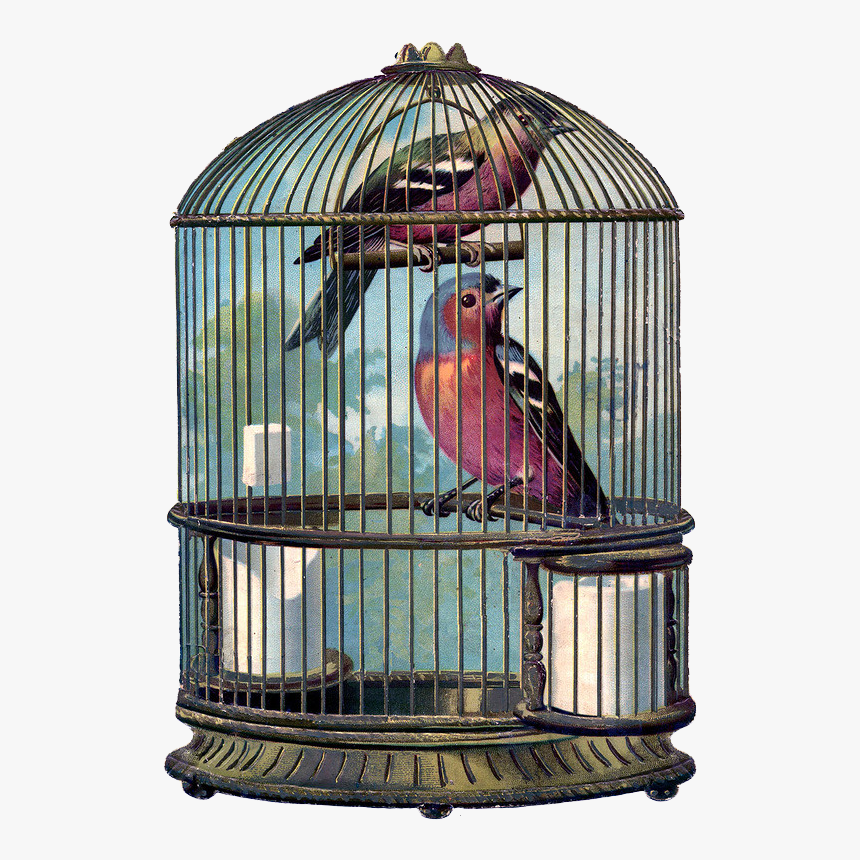 Vintage Bird Cage Png , Png Download - Bird In Bird Cage, Transparent Png, Free Download