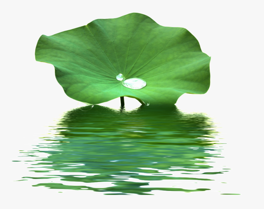 This Product Design Is Lotus Leaf Water Wave Texture - Lotus Leaf Png, Transparent Png, Free Download