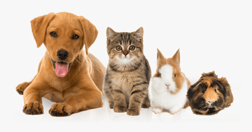 Pets Dog And Cat And Rabbit- - Transparent Images Of Pets, HD Png Download, Free Download