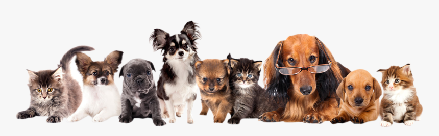 Adoption Event, HD Png Download, Free Download