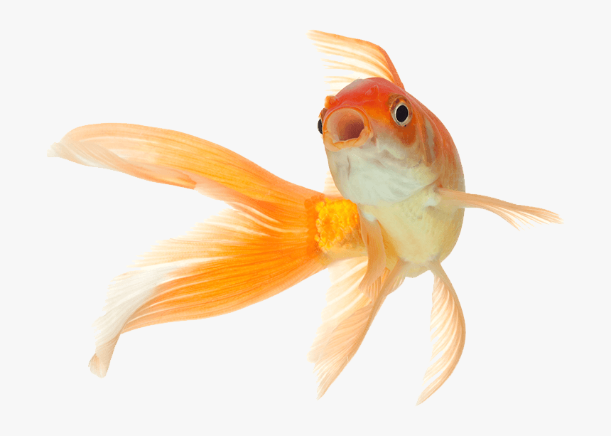 Fish Png Pets , Png Download - Transparent Background Gold Fish Png, Png Download, Free Download