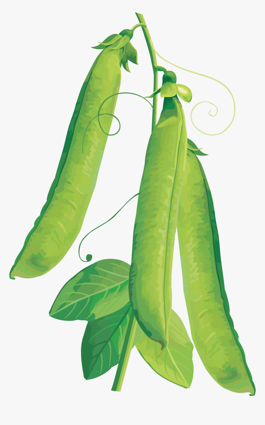 Pea Png Image - Vegetables Vector, Transparent Png, Free Download
