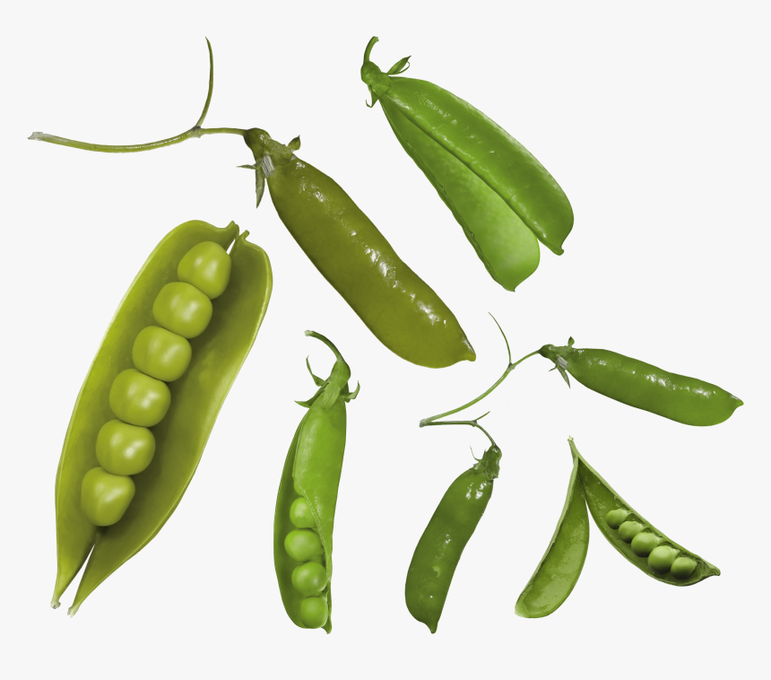 Free Download Of Pea Png Picture - Pea, Transparent Png, Free Download