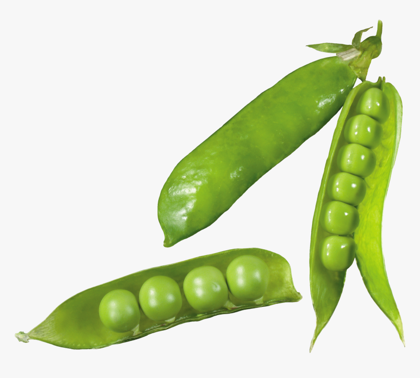 Pea Png File Download Free, Transparent Png, Free Download