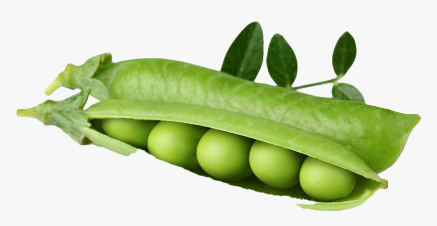 Dwarf Pea, HD Png Download, Free Download