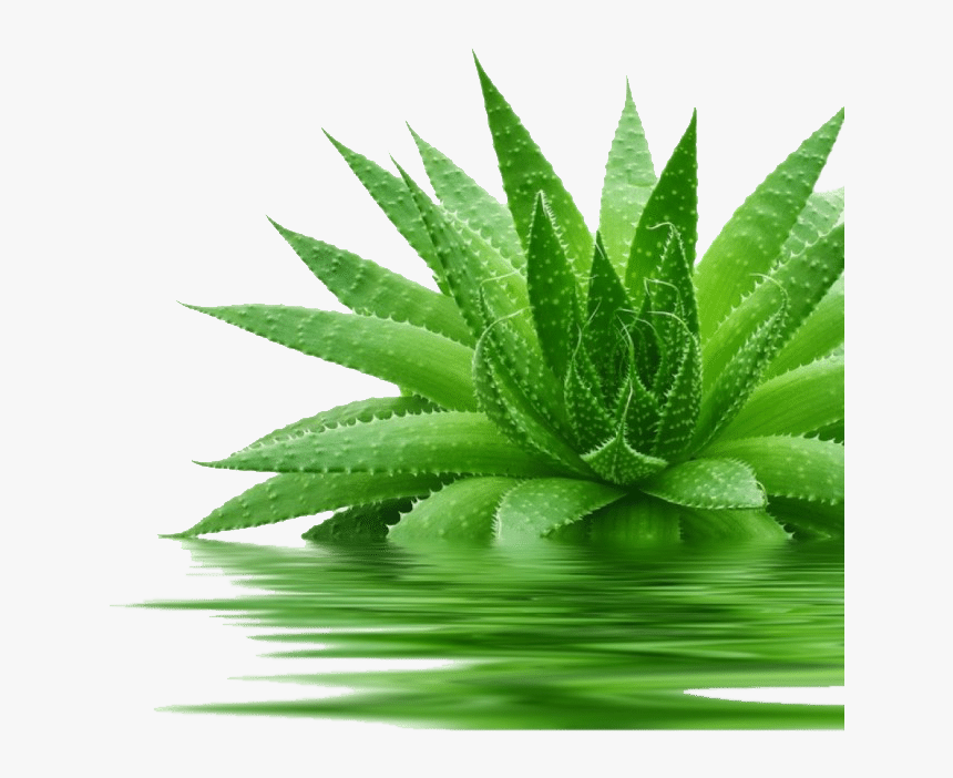 Aloe Vera Image Png, Transparent Png, Free Download