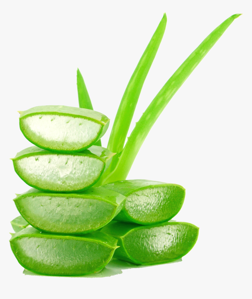 Transparent Succulent Clipart - Transparent Background Aloe Vera Png, Png Download, Free Download