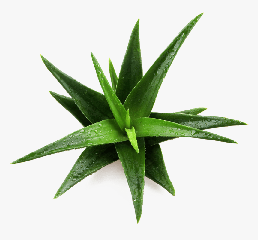 Patented Ingredient Name Daltonmax 700® Aloe Vera - Aloe Vera Top Png, Transparent Png, Free Download