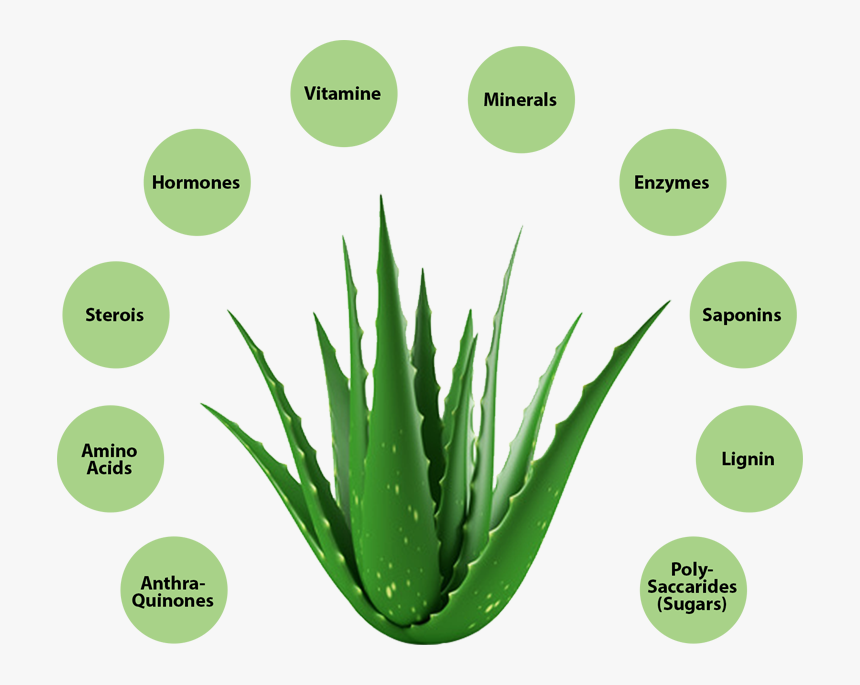 Aloe Vera Benefits - Aloe Barbadensis Aloe Vera, HD Png Download, Free Download