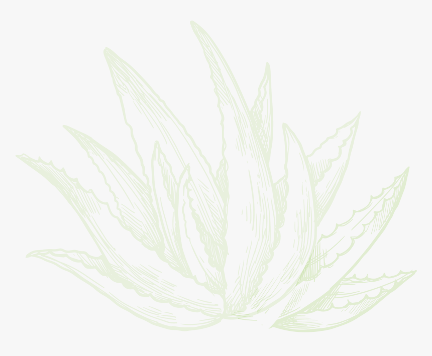 Sketch, HD Png Download, Free Download